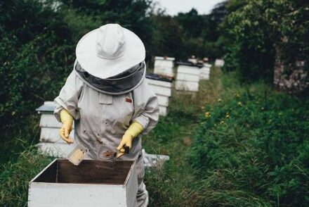 Kapun čebelarstvo